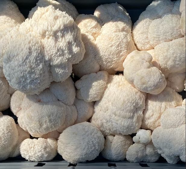 lions mane kosttillskott sverige hericium svamp igelkottaggsvamp